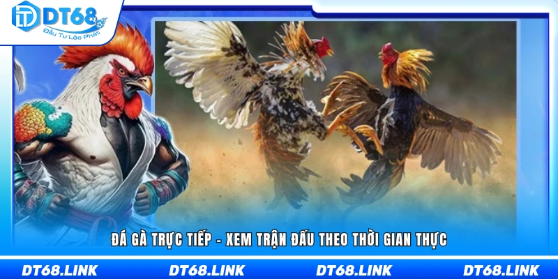 Đá gà trực tiếp với hình ảnh truyền hình theo thời gian thực